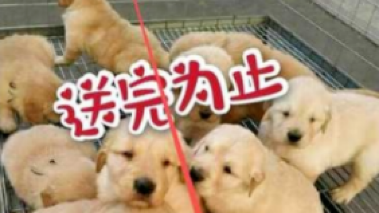 【網(wǎng)絡(luò)營(yíng)銷項(xiàng)目分享】靠寵物賺錢的小眾暴利項(xiàng)目！