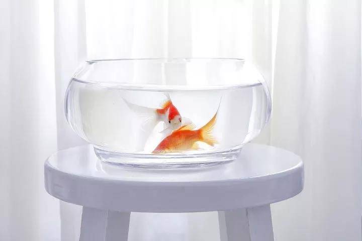 養魚