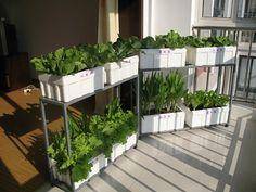 家庭綠色小菜園